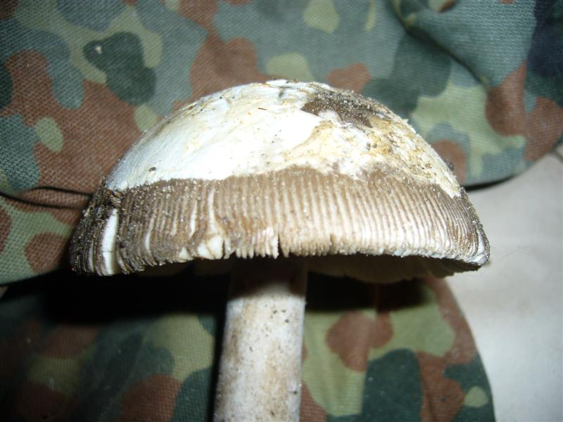 Amanita